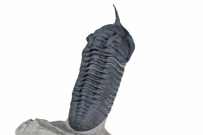 Gorgeous Morocconites Trilobite Fossil - Ofaten, Morocco #381556